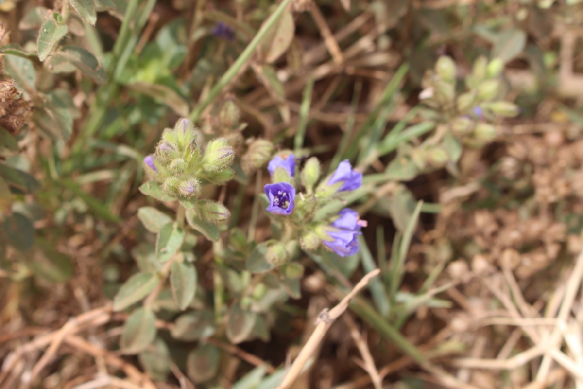 Hydrolea spinosa L.